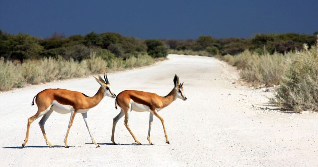 Springbok