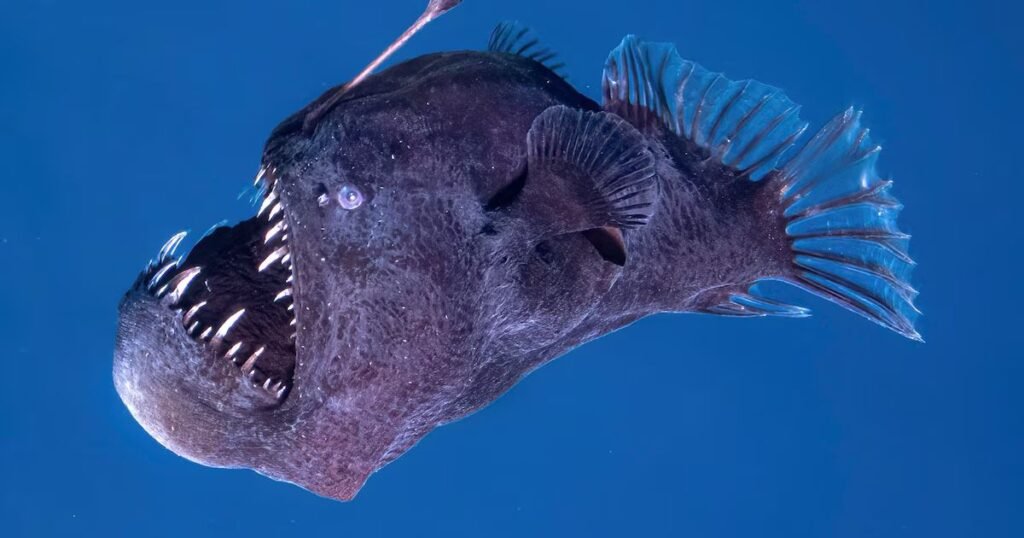 Their Lure Is a Living Lightbulb