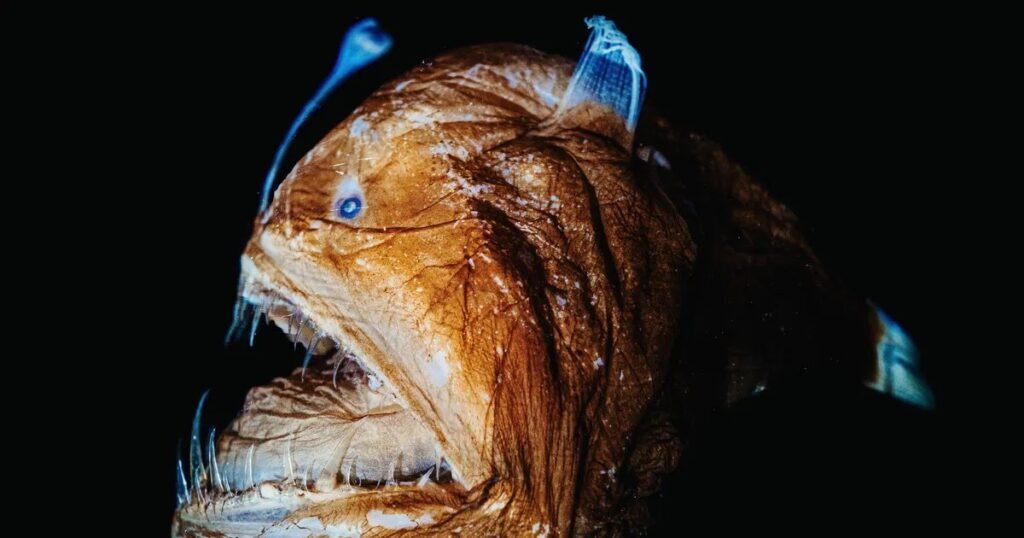 They Play an Important Role in Marine Ecology