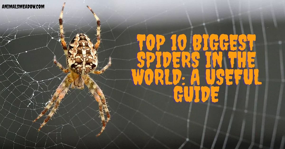 Top 10 Biggest Spiders in The World