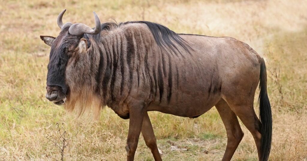 Wildebeest