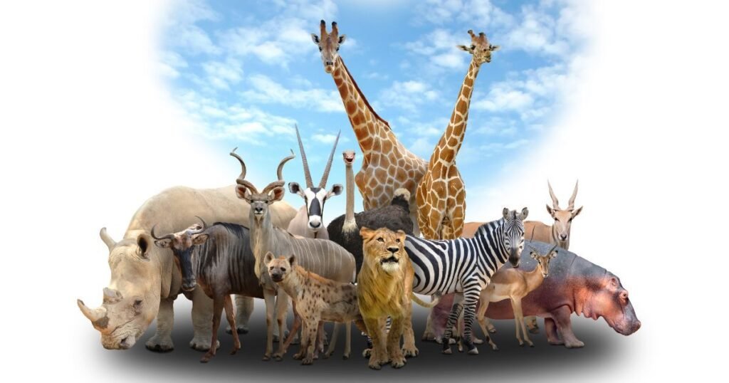 Alphabetical List of Animals That Start with A