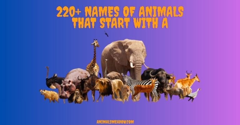 Animals That Start with A