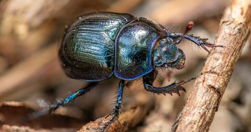 Animals that Start with E