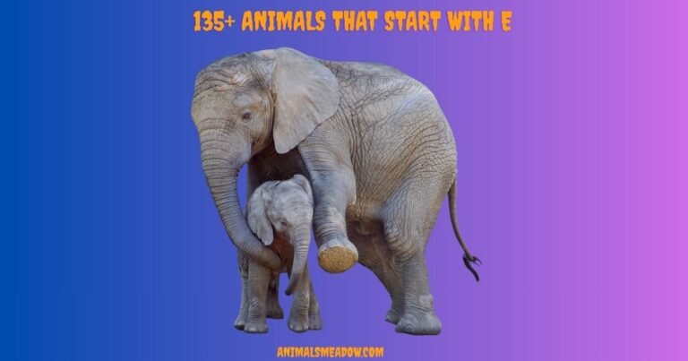 Animals that Start with E