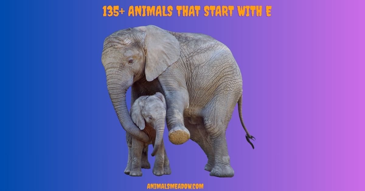 Animals that Start with E