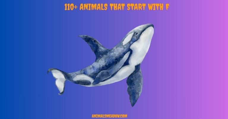 Animals that Start with F