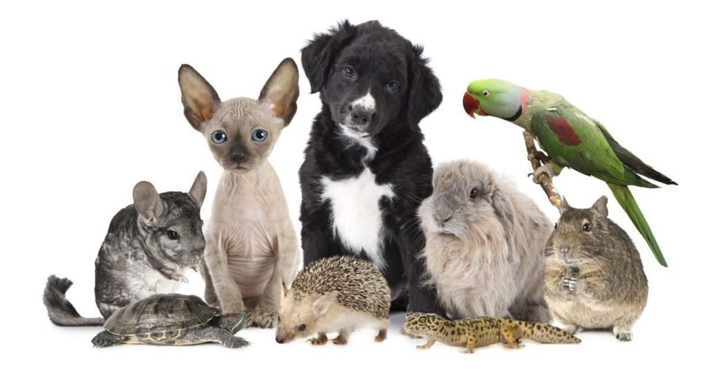 Animals that start with C List