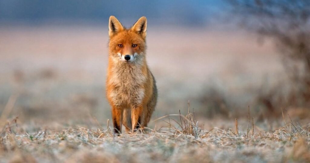 Animals that start with F