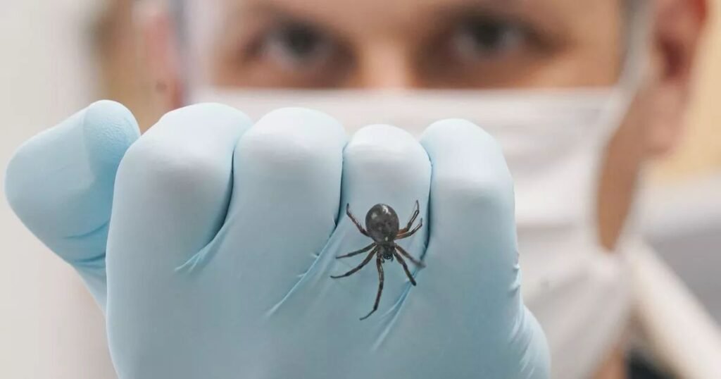 Are Hobo Spiders Poisonous to Humans