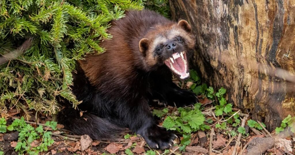 Are Wolverines Dangerous