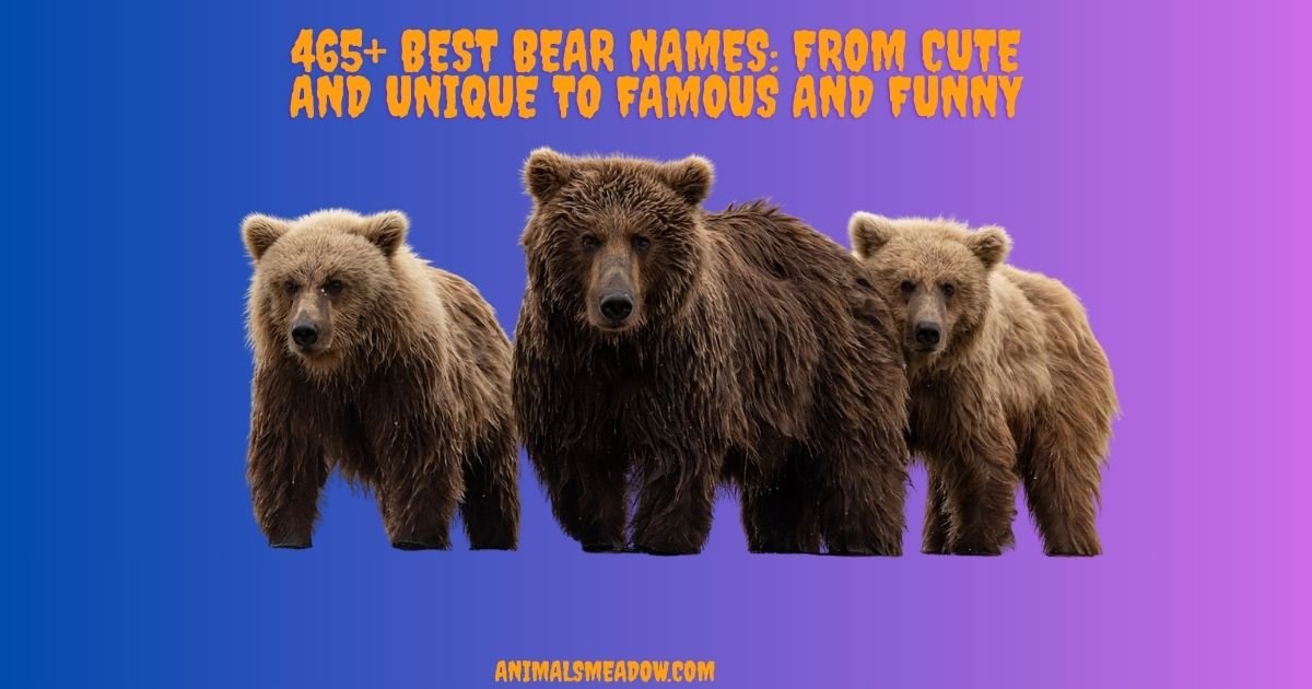 Bear Names