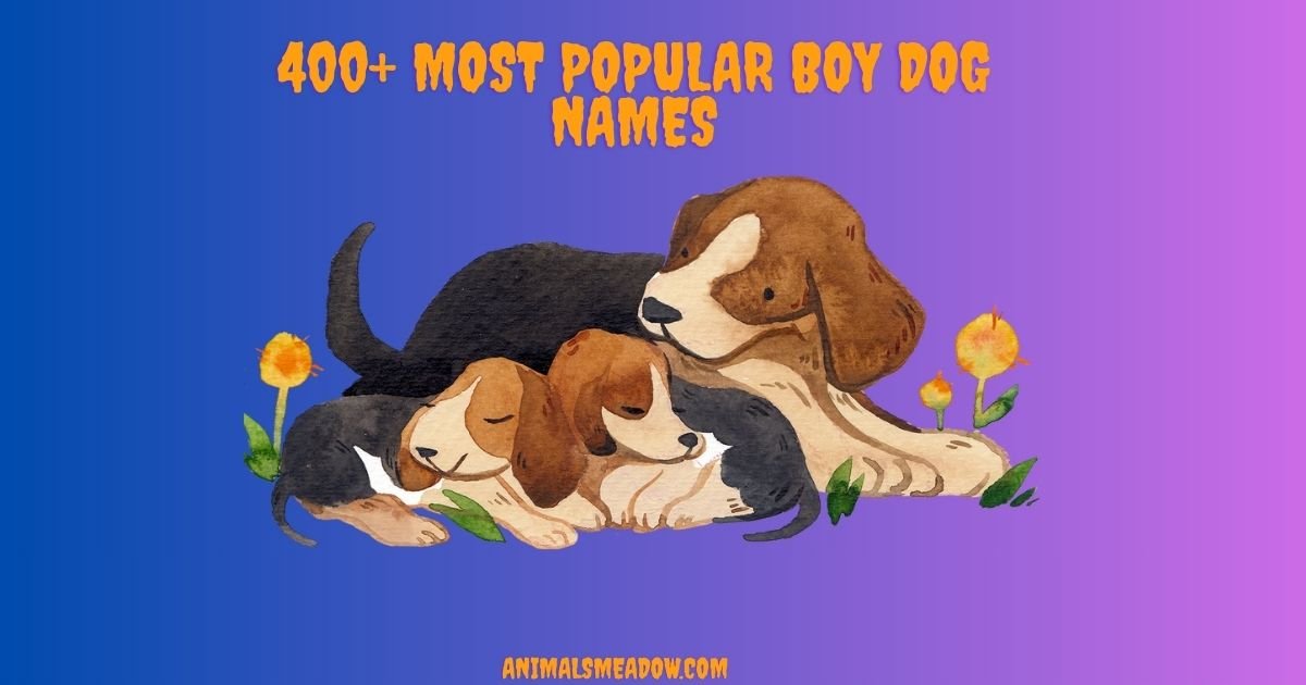 Boy Dog Names