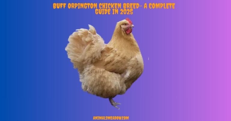 Buff Orpington Chicken Breed