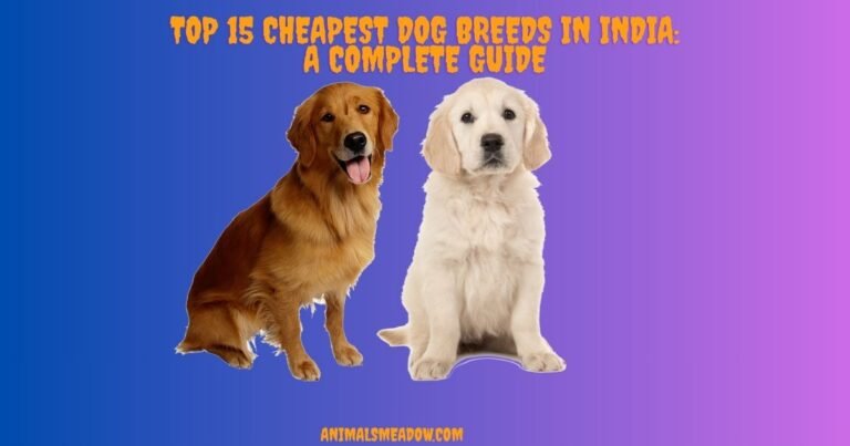 Cheapest Dog Breeds in India