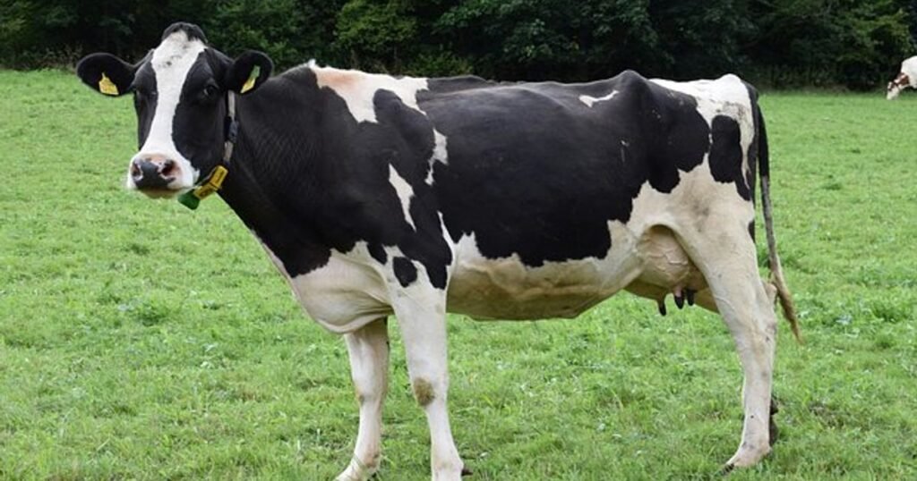 Cow Names Inspired by Food