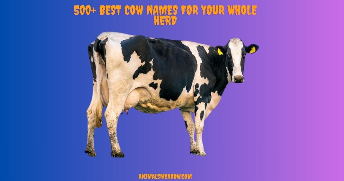 Cow Names