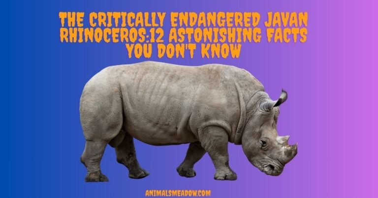 Critically Endangered Javan Rhinoceros