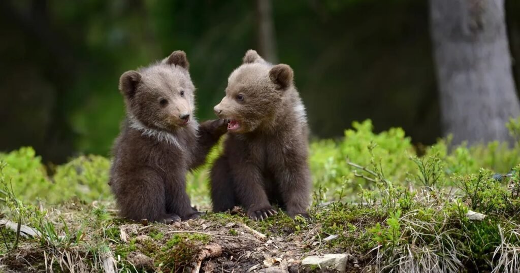 Cute Bear Names