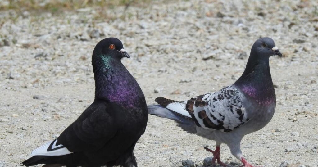 Cute Pigeon Names