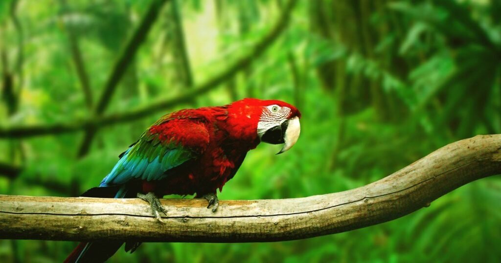 Different Colour Parrot Name