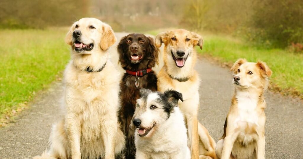 Dog Names Male Indian