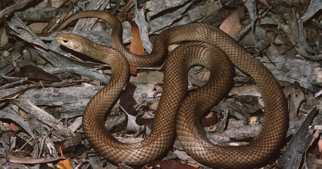 Eastern Brown Snake