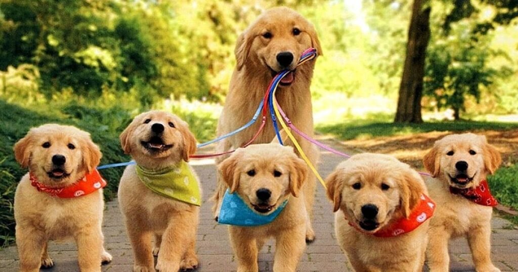 Food Names for Male Dogs