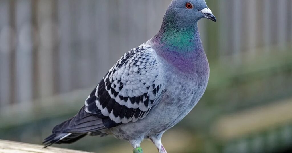 Funny Pigeon Names