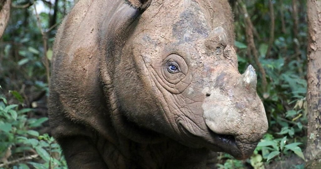 Future Outlook for Javan Rhinoceros