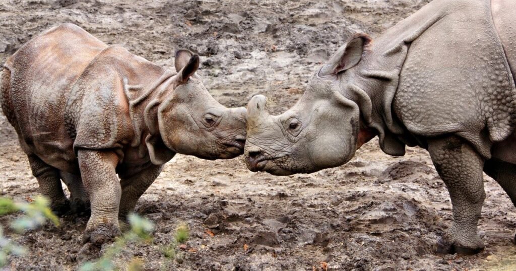 Genetic Diversity Crisis in Javan Rhinos