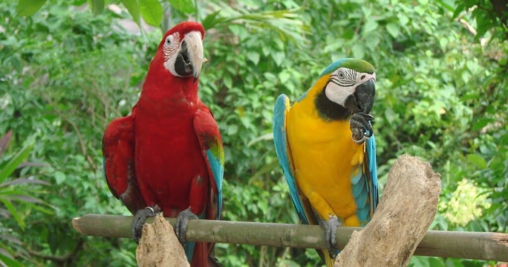 Glaucous Macaw