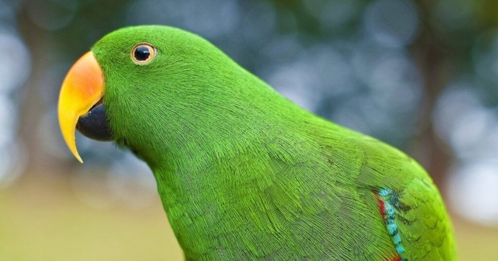 Green Parrot Names