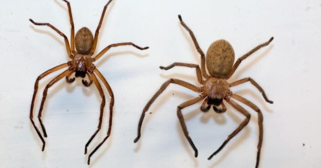 How Big Do Hobo Spiders Get