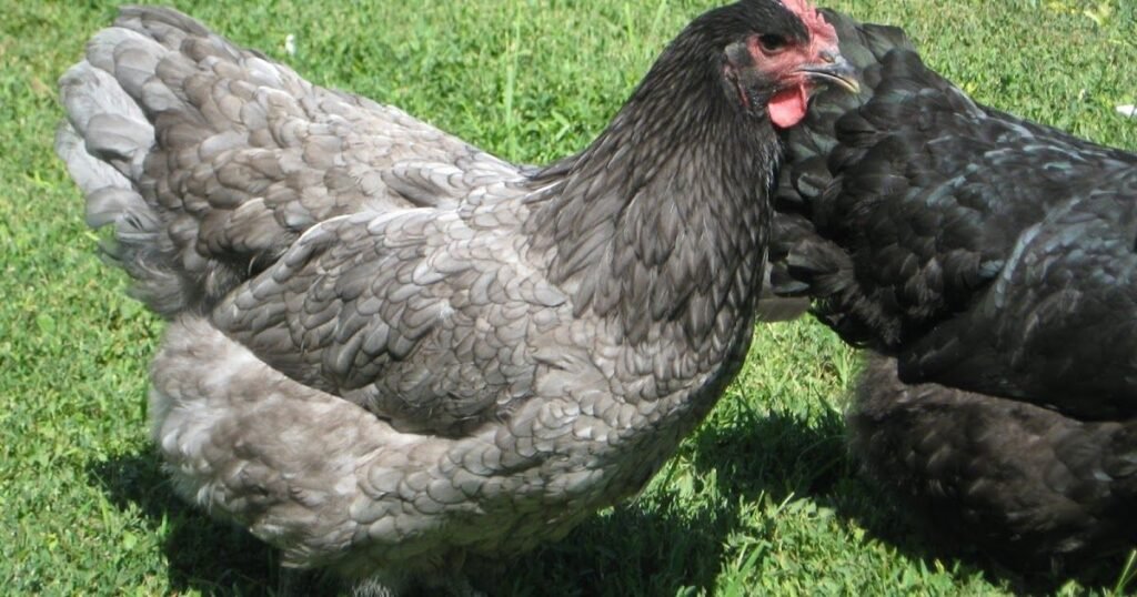 How Many Eggs Do Sapphire Olive Egger Chickens Lay