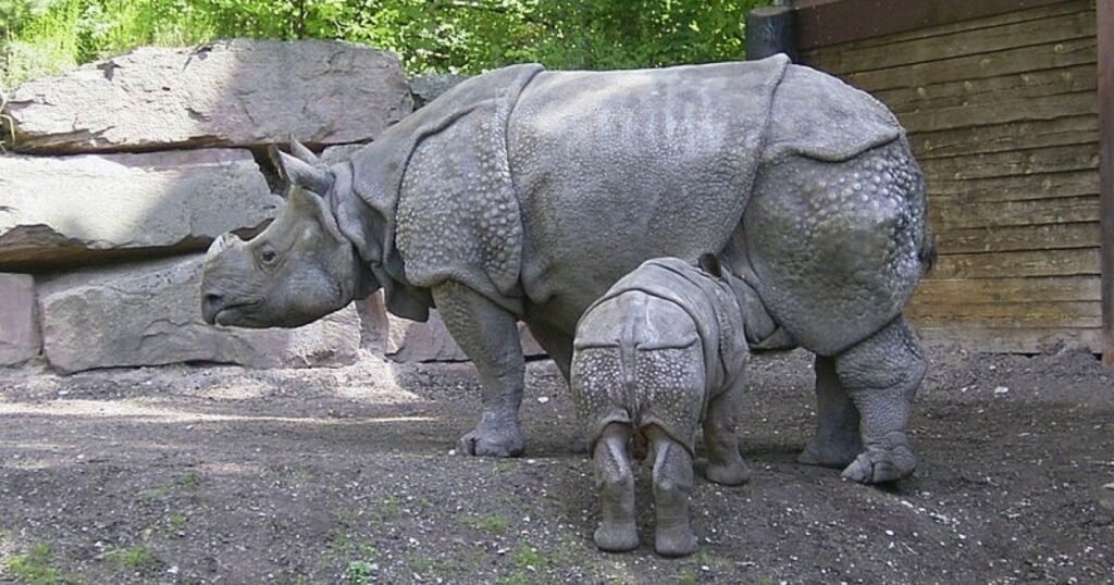 How Many Javan Rhinos are Left