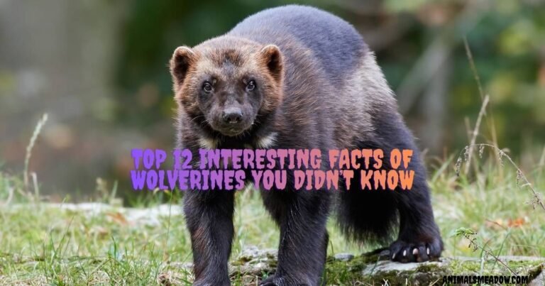 Interesting Facts Of Wolverines