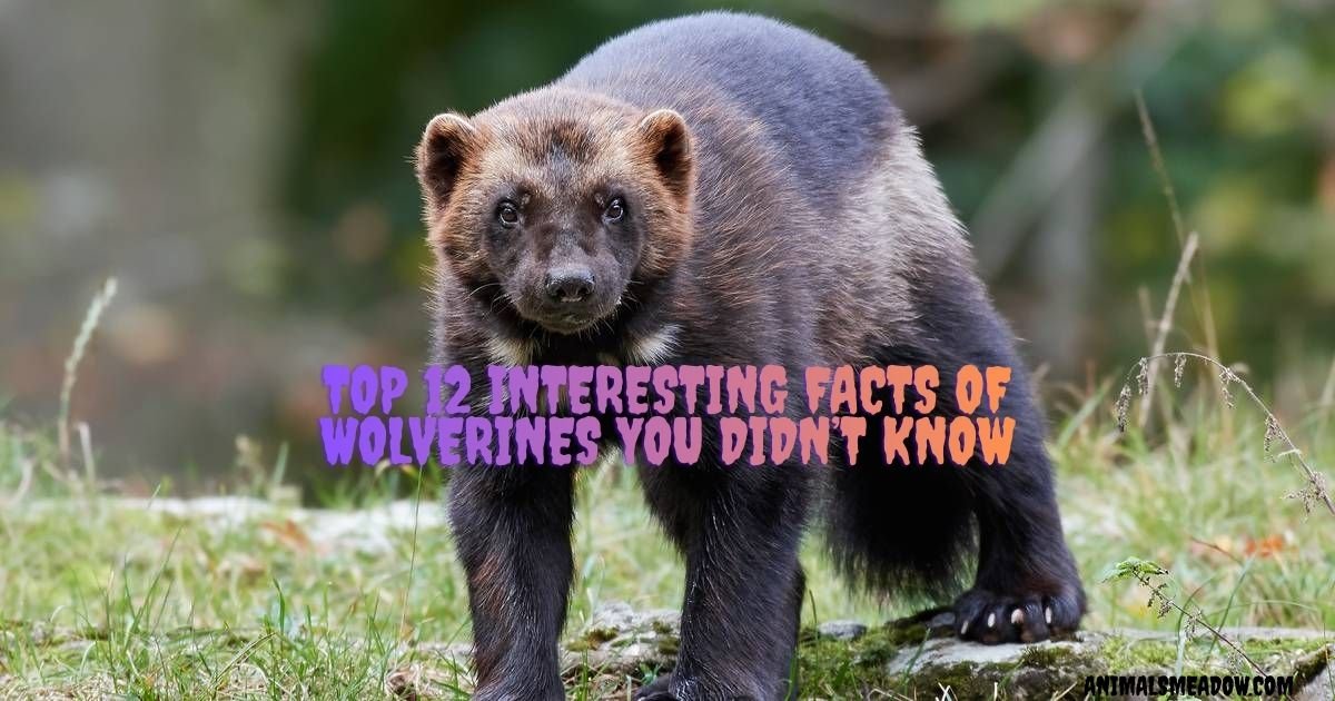 Interesting Facts Of Wolverines