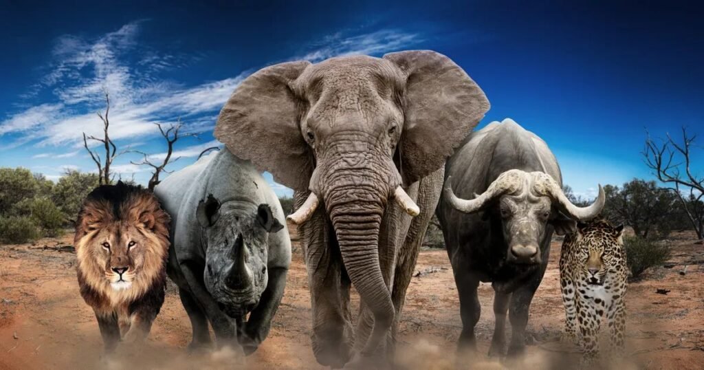 List of Animals That Start with B