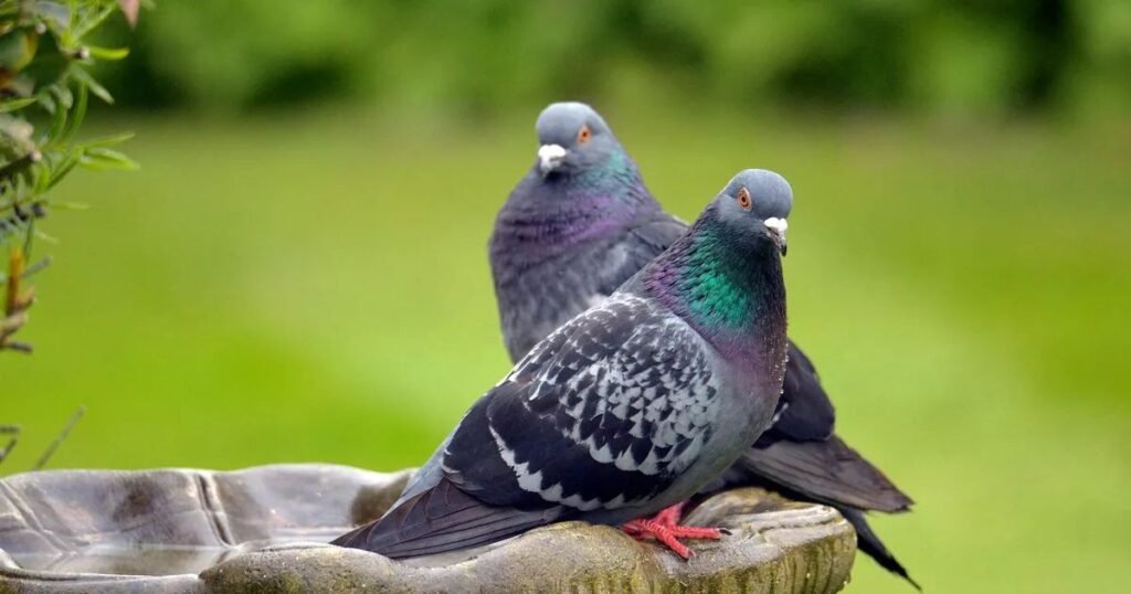 Male Pigeon Names