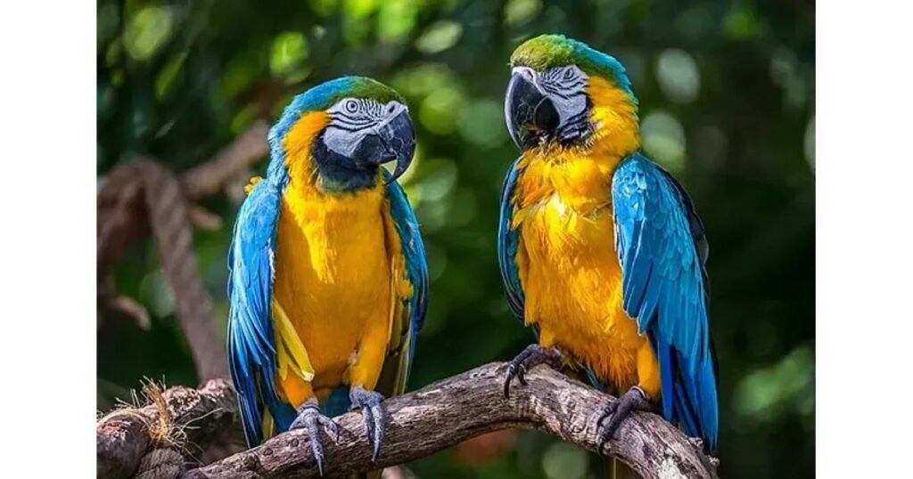 Military Macaw