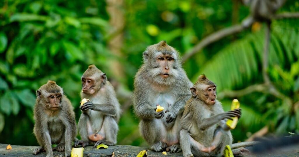 Monkey Names That Start With M