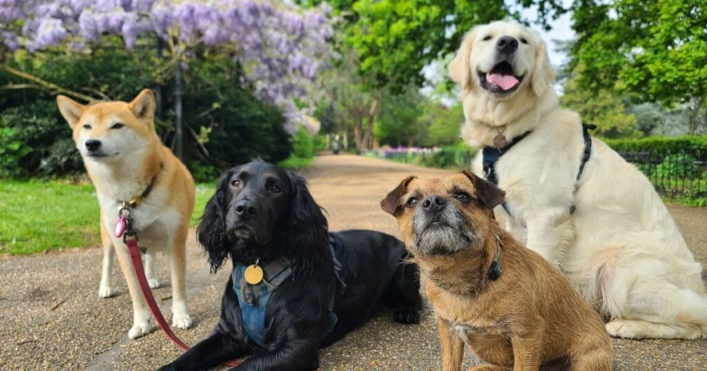 Most Popular Boy Dog Names