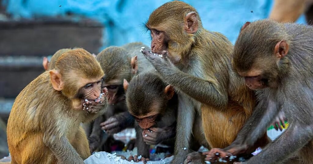 Most Popular Monkey Names