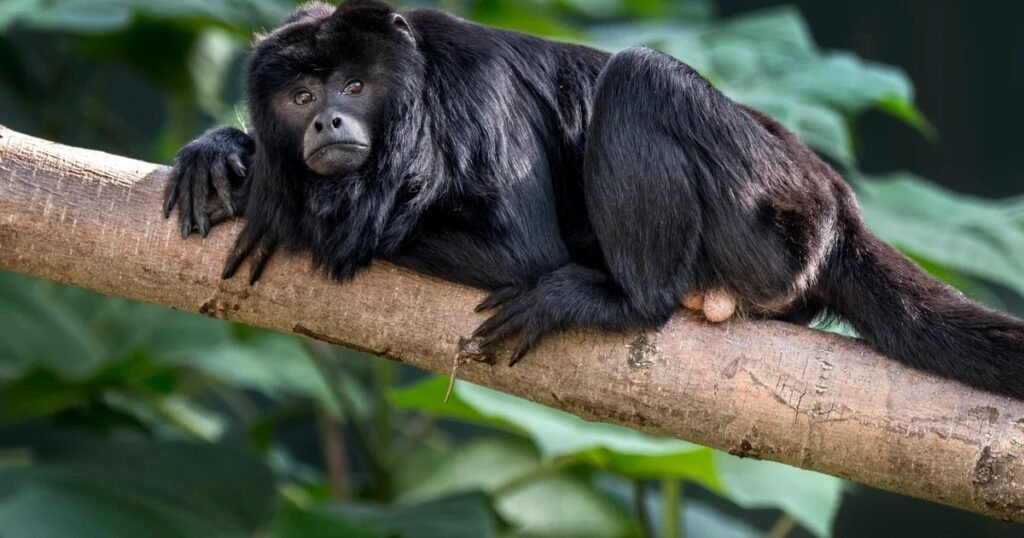 Names for Black Monkeys