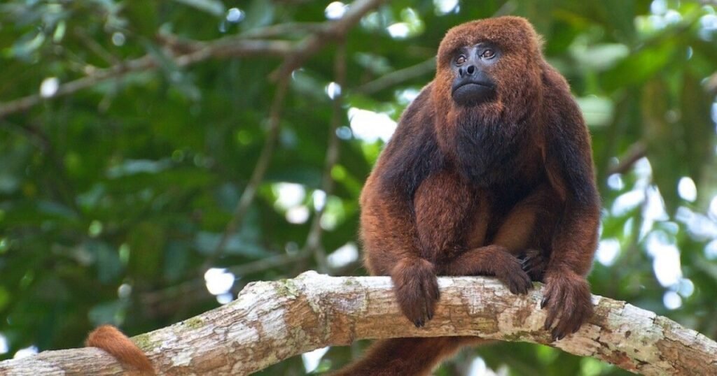 Names for Brown Monkeys