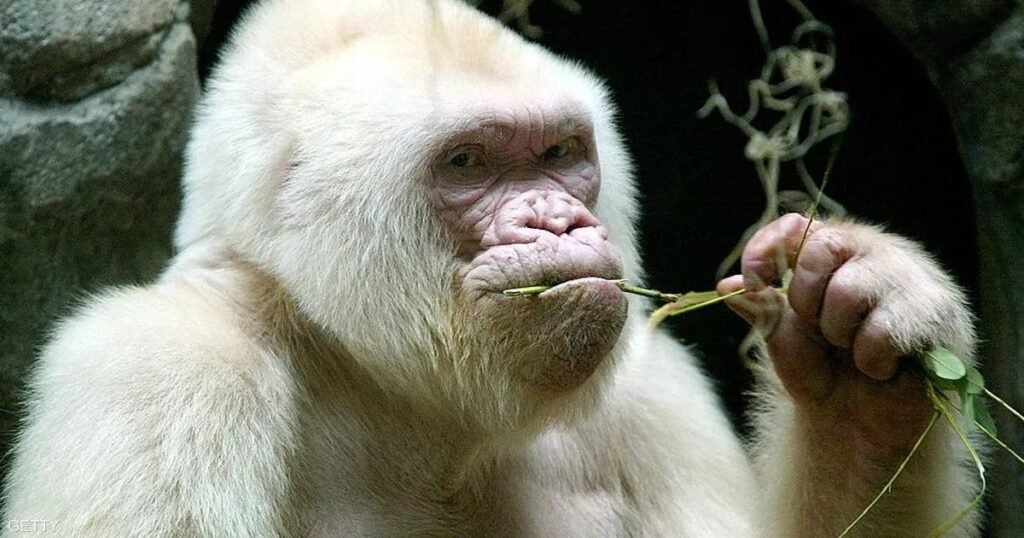 Names for White Monkeys