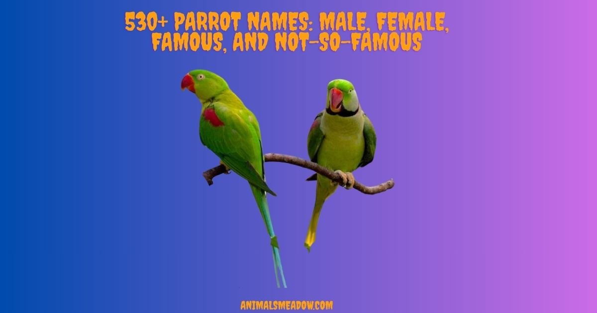 Parrot Names