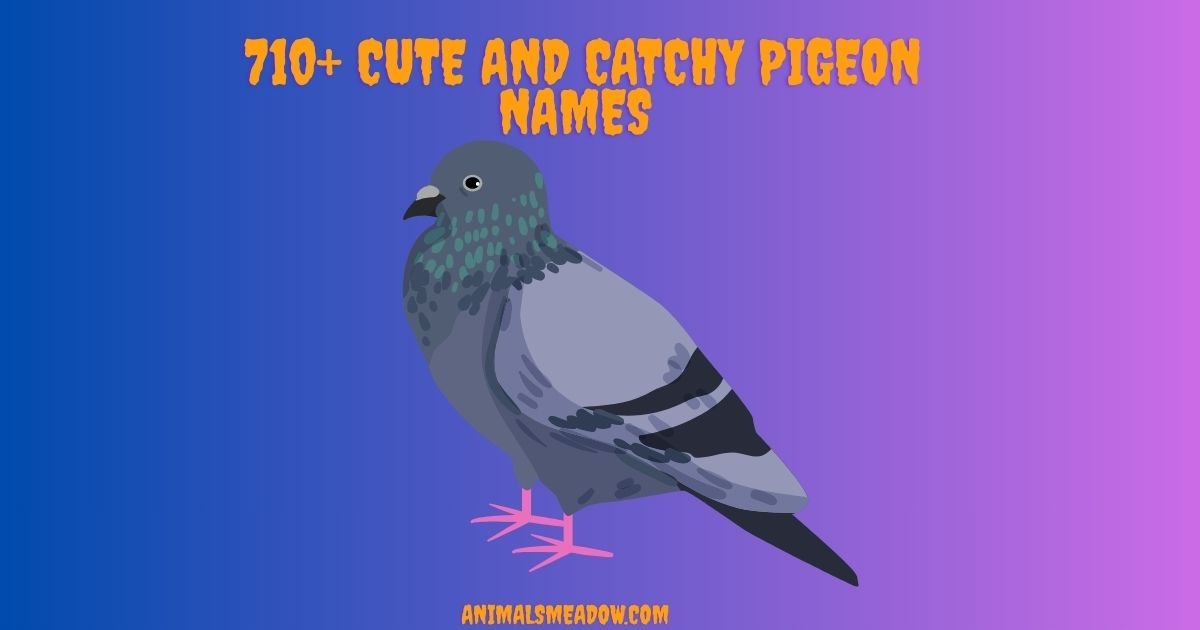 Pigeon Names