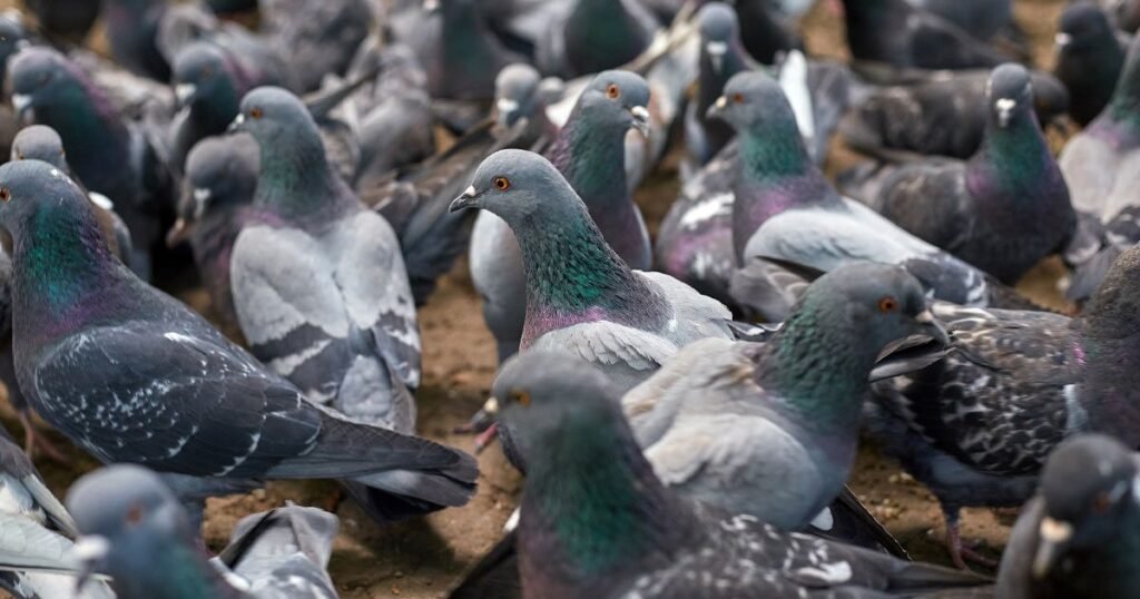 Pigeon Names